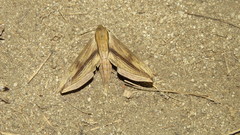 Xylophanes turbata