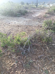Pelargonium luteolum