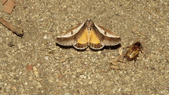 Euscirrhopterus poeyi