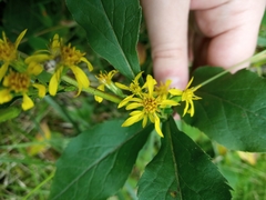 Solidago virgaurea