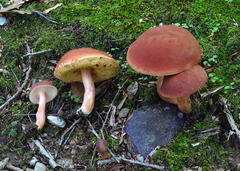 Xanthoconium purpureum