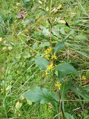 Solidago virgaurea