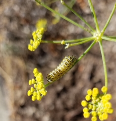Papilio polyxenes
