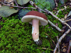 Xanthoconium purpureum
