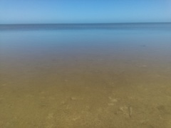 Sphoeroides testudineus