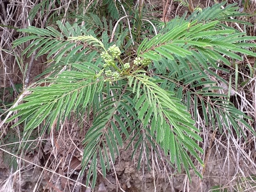 Illinois bundleflower