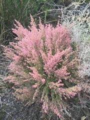Polycodon