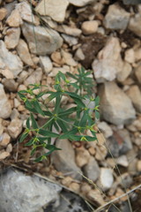 Euphorbia taurinensis