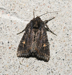 Helotropha reniformis