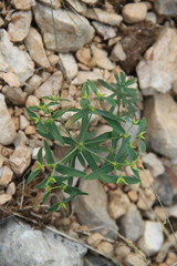 Euphorbia taurinensis