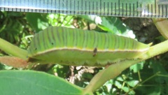 Graphium angolanus angolanus