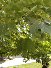Acer saccharum