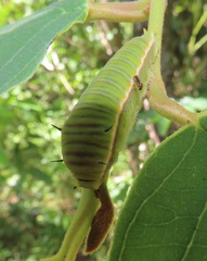 Graphium angolanus angolanus