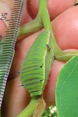 Graphium angolanus angolanus