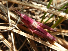 Pseudochorthippus curtipennis