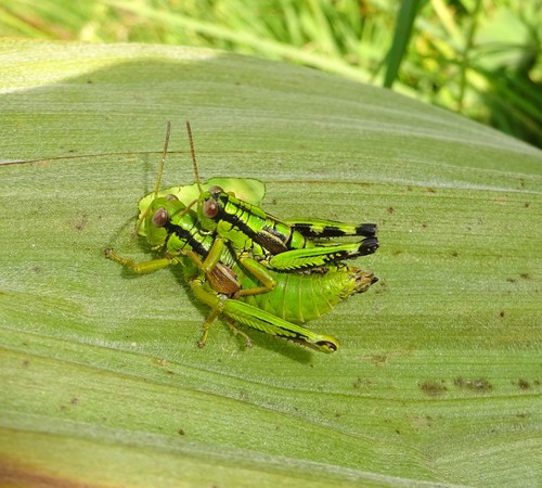 Green Mountain Grasshopper