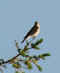 Muscicapa striata striata