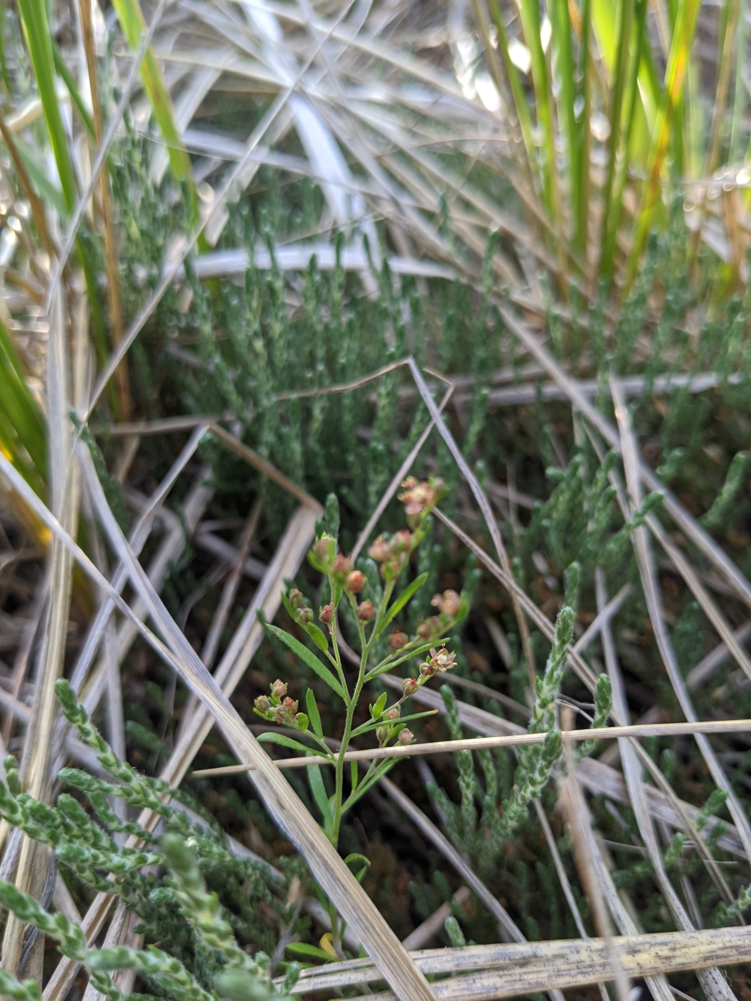 Lechea maritima var. maritima
