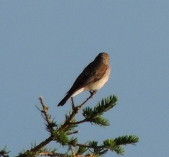 Muscicapa striata striata