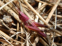 Pseudochorthippus curtipennis