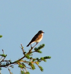 Muscicapa striata striata