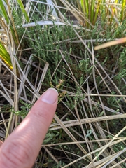 Lechea maritima maritima