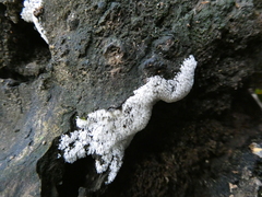 Ceratiomyxa fruticulosa fruticulosa
