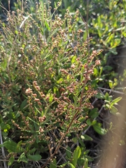 Lechea maritima maritima