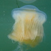 Egg-yolk Jelly - Photo (c) Zach Hawn, some rights reserved (CC BY-NC-SA)