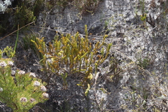 Lachnaea grandiflora