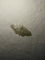 Idaea inquinata