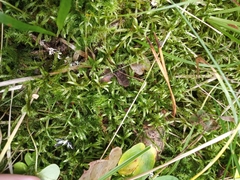 Pleurozium schreberi