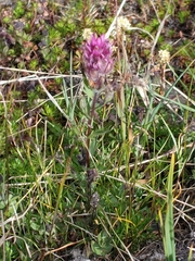 Castilleja parviflora olympica