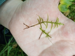 Pleurozium schreberi