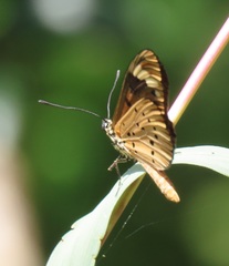 Acraea encedon