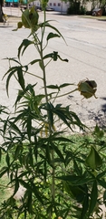 Angiospermae