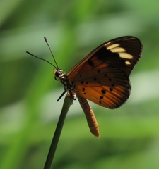 Acraea encedon