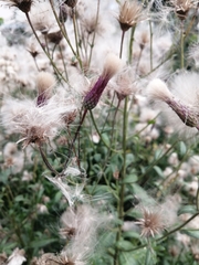 Cirsium arvense