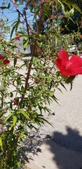Hibiscus