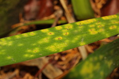 Puccinia iridis