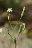 White Hawkweed - Photo (c) Don Loarie, some rights reserved (CC BY)