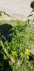 Angiospermae