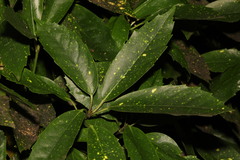 Aucuba japonica