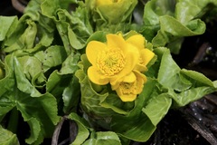 Caltha palustris