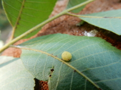 Caryomyia persicoides