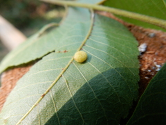 Caryomyia persicoides