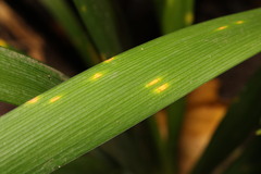 Puccinia iridis