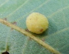 Caryomyia persicoides