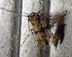 Tanypodinae