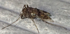 Tanypodinae